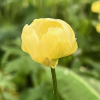 Trollius x cultorum 'New Moon'